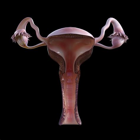 Female Reproductive System Model Systemdesign
