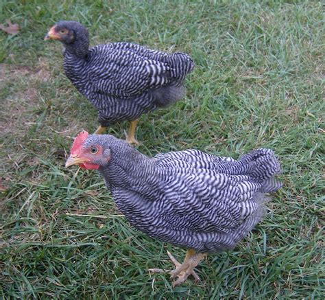 Sexing 5 Week Old Barred Rocks Backyard Chickens Learn How To Raise Chickens