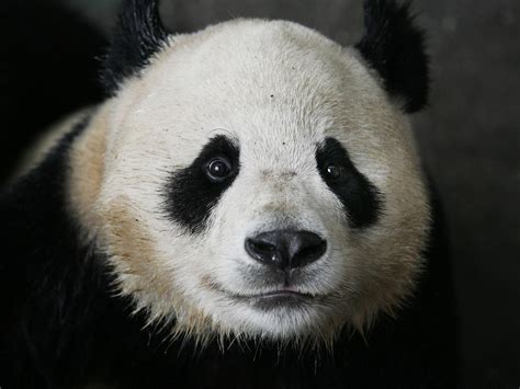Panda Bear Face