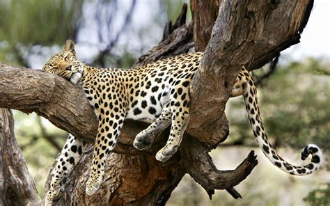 Animals Sleeping Leopard Desktop Wallpaper Nr 57702 By
