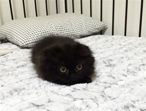 Like A Tribble With Eyes Gimo The Big Eyed Cat Geekologie
