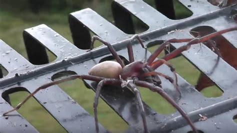 Huge Sheetweb Spider Gives Waikato Mates The Heebie Jeebies Nz