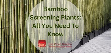 Bamboo Screening Plants All You Need To Know Red Cloud