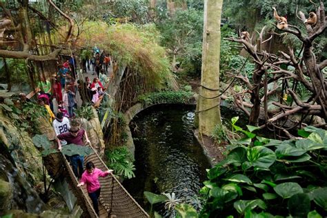 Omahas Henry Doorly Zoo Announces Reopening Of The Lied Jungle And