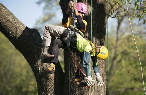 Photos Arborists Shake Things Up In Tree Climbing Contest In Arkansas