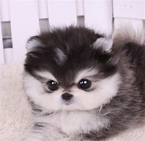 By janice jones |last updated since lhasas and shih tzu look similar, many people wonder what differences exit between the breeds. teacup pomeranian husky - Google Search | dogs :) | Cute ...