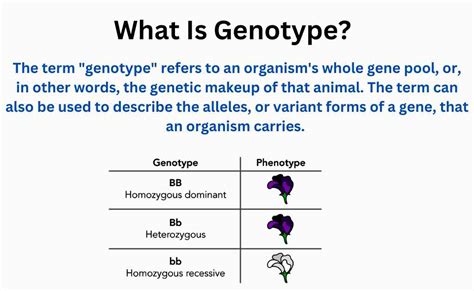 What Is Genotype How Is It Determined