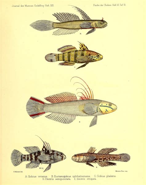 Gobiidae Cuvier 1816 Семейство Гобииды Бычковые Бычки Настоящие