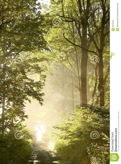 Spring Forest Path With Morning Sunbeams Royalty Free Stock Images
