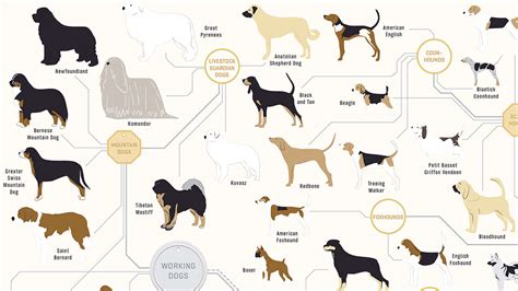 181 Breeds Of Dog On One Awesome Poster