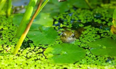 How to raise tadpoles check this frogland section for. What's the best way to build a pond in my garden? | Leo ...