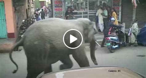 Imagens Mostram Momento Em Que Elefante Invade Loja Na Ndia