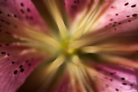 Lily Star Burst Photograph By Christopher Mcphail
