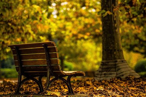 Hd Wallpaper Two Black Benches Near Tree At Night Photo Brown Wooden