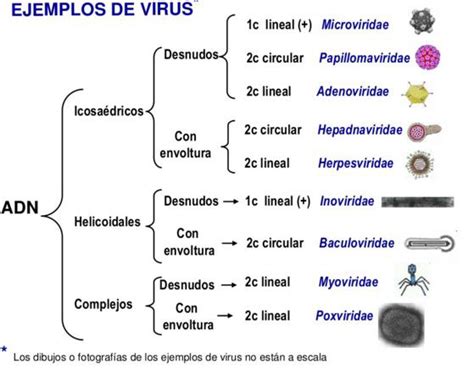 Bioquímica Diagnóstica Bqd Yai Clasificación De Los Virus