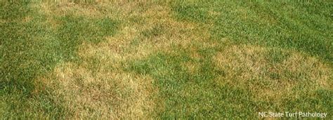 Brown Patch Northern Grass Lawn Care Lawn Treatment Zoysia Grass