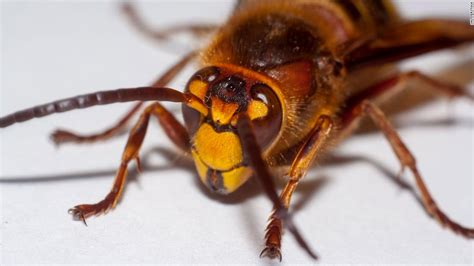 Invasive Giant Hornets Have Been Spotted In The Us For The First Time Cnn