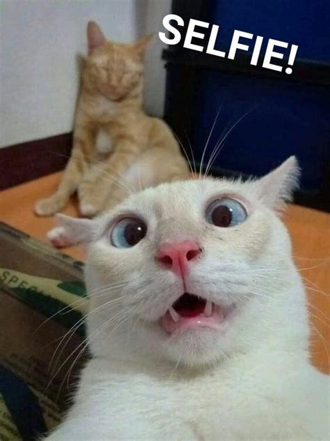 Cat Selfie Funny Cute Cats Cute Cat Memes Funny Animal Pictures