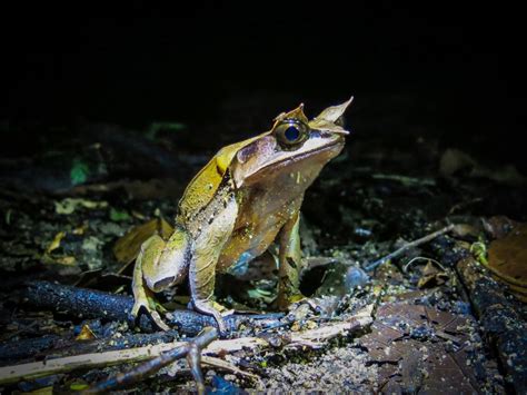 Frogs Of Mount Kinabalu Explore More