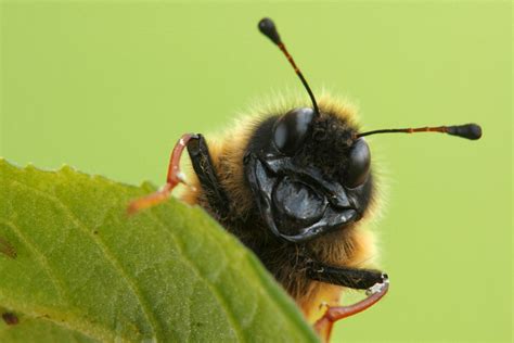 Small Insect HD Wallpaper | HD Wallpapers