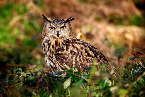 Brown And Black Owl Owl Hunting Predator Bird Hd Wallpaper