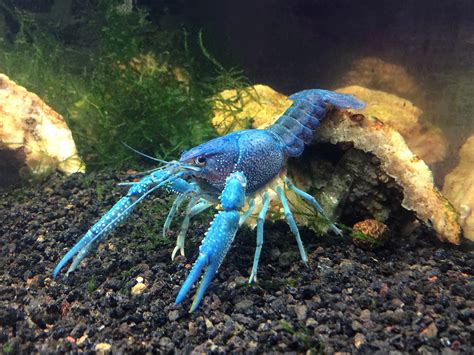 Aquatic Arts 1 B Grade Electric Blue Crayfish Live Freshwater