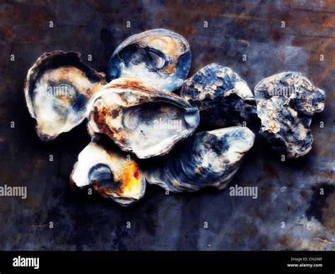 Close Up Oyster Shells High Resolution Stock Photography And Images Alamy