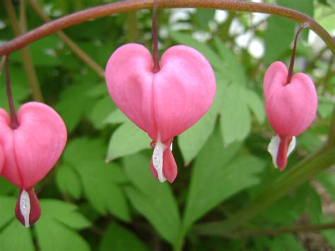 How To Grow A Bleeding Heart Plant In A Container Newpro Blog