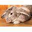 3 Best Pet Rabbit Breeds That Chew Less – Informer