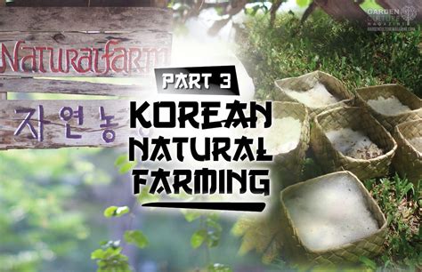 Merging Hydroponics With Organics In Korean Natural Farming Garden