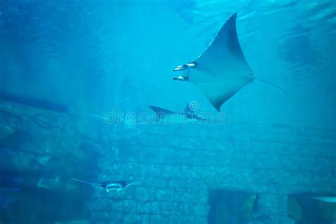 Manta Rays In Aquarium At Seaworld 3 Editorial Stock Image Image Of