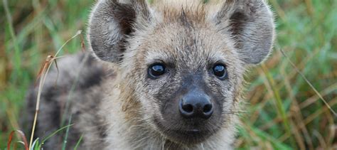 Mind Altering Parasite Makes Hyena Cubs Bolder The Wildlife Society