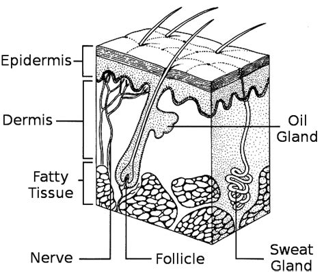 Cross section of human skin with labels. skin diagram - /medical/anatomy/skin/skin_diagram.png.html