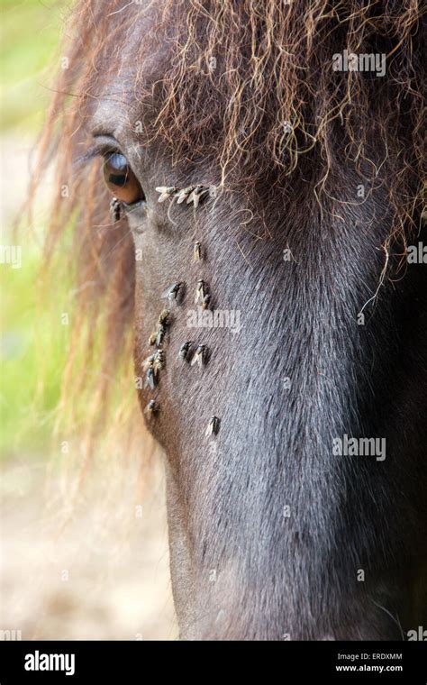 Horse Flies Hi Res Stock Photography And Images Alamy