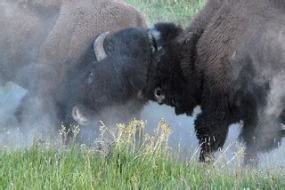 American Bison Bison Bison In Rut DDZ 0065 During Mating Flickr
