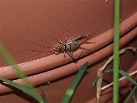 Tropical House Cricket Gryllodes Sigillatus Bugguide Net