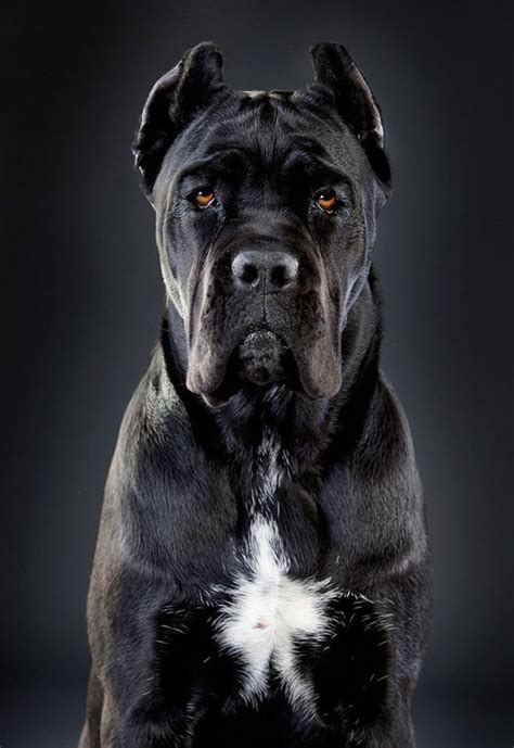 165 Tough Dog Names Corso Dog Cane Corso Dog Breed