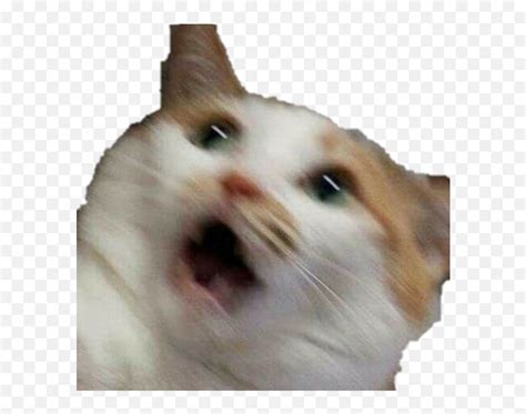 Meme Cat Funny Scared Scaredcat Cats Blurry Picture Of A Cat Emoji
