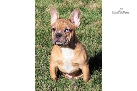As part of our mission, we work to advance awareness and knowledge of the responsible acquisition and ownership of. Confetti Merle: French Bulldog puppy for sale near Denver ...