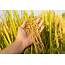 New Bioengineering Method Could Improve Rice Crop Yields • Earthcom