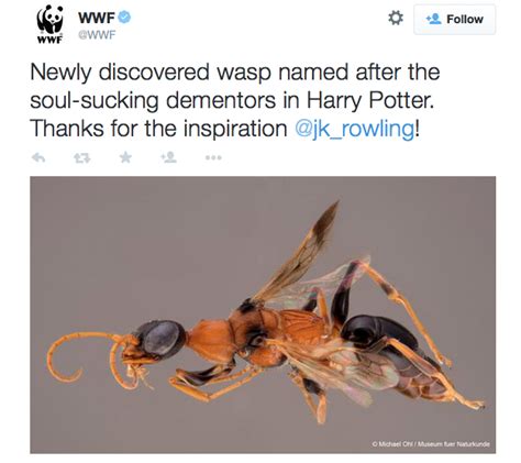 Soul Sucking Dementor Wasps Name Inspired By Jk Rowlings Harry Potter Character