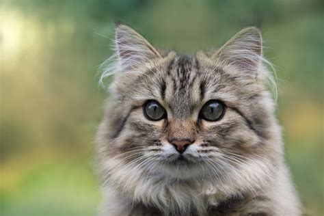 Common Norwegian Forest Cat Health Issues Explained