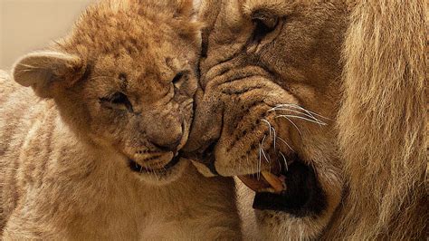 African Lion And Cub 4k Wallpapers Hd Wallpapers Id 27899
