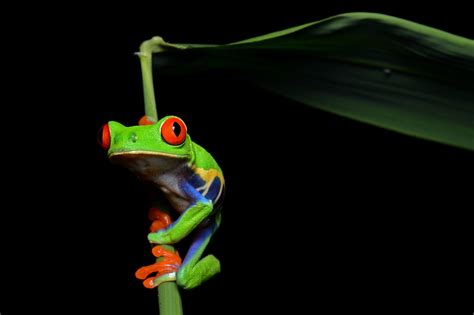 Red Eyed Tree Frog 1080p 2k 4k Full Hd Wallpapers Backgrounds Free