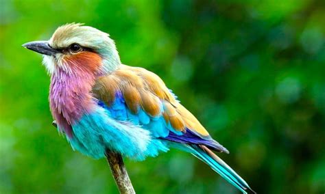 The Most Colorful Birds In The World Small Online Class For Ages 8 13