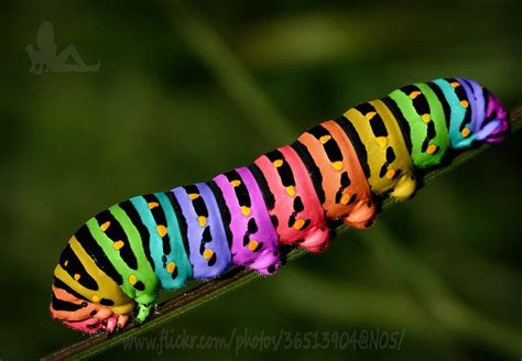 Rainbow Caterpillar 5799 Beautiful Bugs Animals Beautiful Rainbow