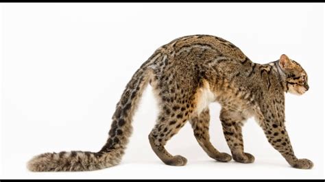 Marbled Cat Facts Interesting Facts About Marbled Cat Youtube