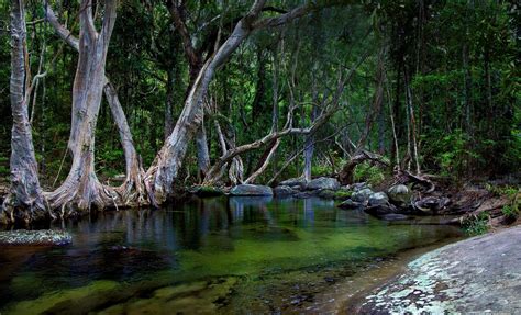 The Daintree River - Tony's Tropical Tours