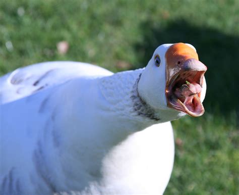 Angry Goose On Tumblr