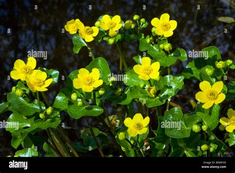 Flowering Kingcups Or Marsh Marigolds Caltha Palustris Stock Photo Alamy